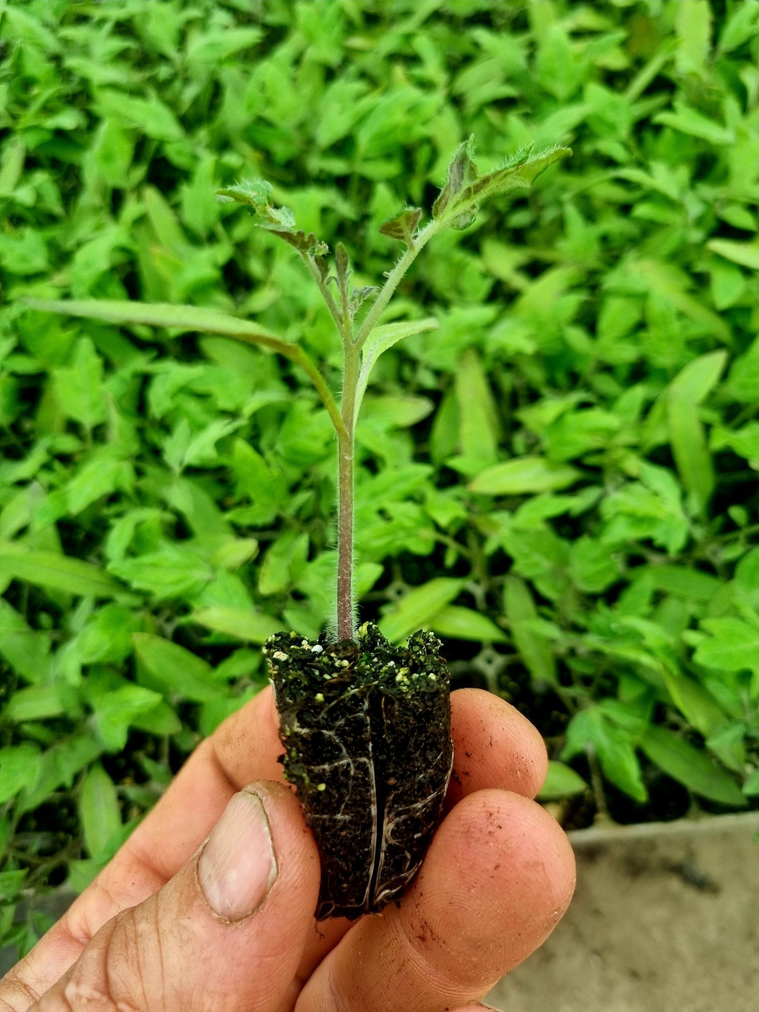 Red Mini Plum Tomato Plug Plants "Grow Your Own" Fruit 'Ready to Plant Now' Young Vegetable Plants **Letterbox Friendly** - Chartley Chucks