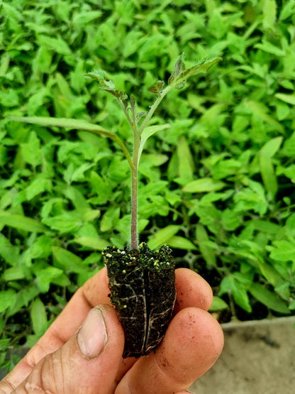 Red Mini Plum Tomato Plug Plants "Grow Your Own" Fruit 'Ready to Plant Now' Young Vegetable Plants **Letterbox Friendly** - Chartley Chucks