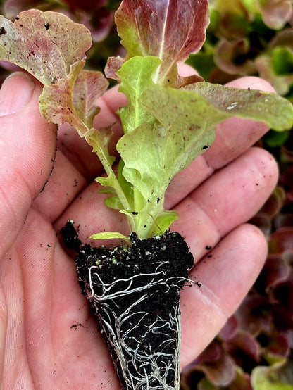 Red Oakleaf Lettuce Plug Plants "Grow Your Own" Salad 'Ready to Plant Now' Young Vegetable Plants **Letterbox Friendly** - Chartley Chucks