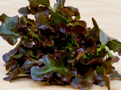 Red Oakleaf Lettuce Plug Plants "Grow Your Own" Salad 'Ready to Plant Now' Young Vegetable Plants **Letterbox Friendly** - Chartley Chucks