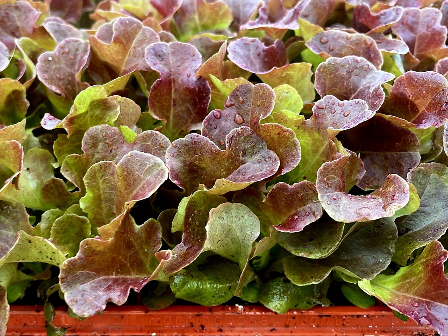 Red Oakleaf Lettuce Plug Plants "Grow Your Own" Salad 'Ready to Plant Now' Young Vegetable Plants **Letterbox Friendly** - Chartley Chucks