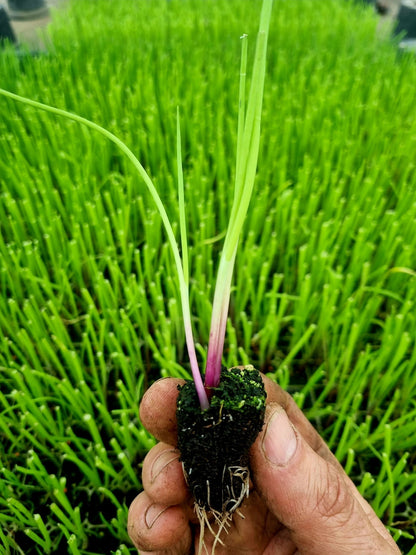 Red Onion Plug Plants "Grow Your Own" Vegetables **Letterbox Friendly** - Chartley Chucks