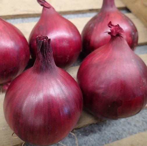 Red Onion Plug Plants "Grow Your Own" Vegetables **Letterbox Friendly** - Chartley Chucks