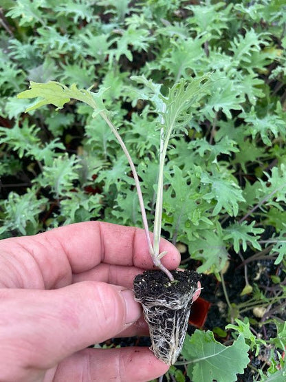Red Russian Kale Plug Plants "Grow Your Own" Vegetables **Letterbox Friendly** - Chartley Chucks