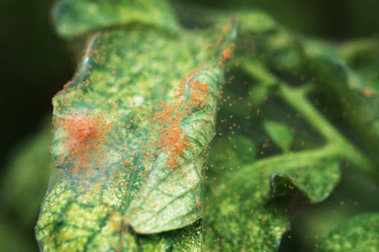 Red Spider Mite Killer (Phytoseiulus Persimilis) - Chartley Chucks