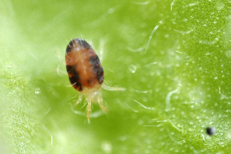 Red Spider Mite Killer (Phytoseiulus Persimilis) - Chartley Chucks