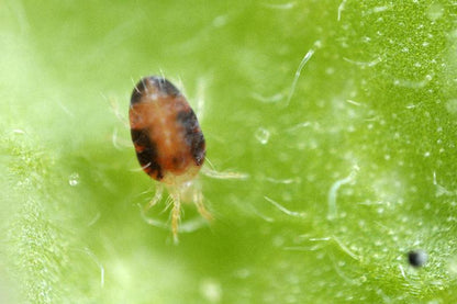 Red Spider Mite Killer (Phytoseiulus Persimilis) - Chartley Chucks