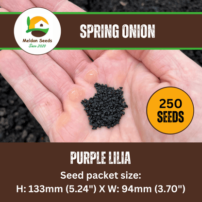 Red Spring Onion Lilia Purple Seeds x 250 - Chartley Chucks
