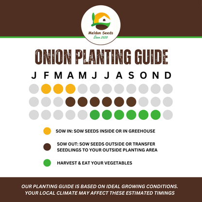 Red Spring Onion Lilia Purple Seeds x 250 - Chartley Chucks