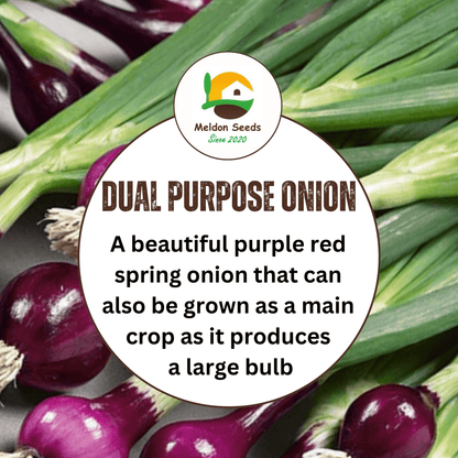 Red Spring Onion Lilia Purple Seeds x 250 - Chartley Chucks