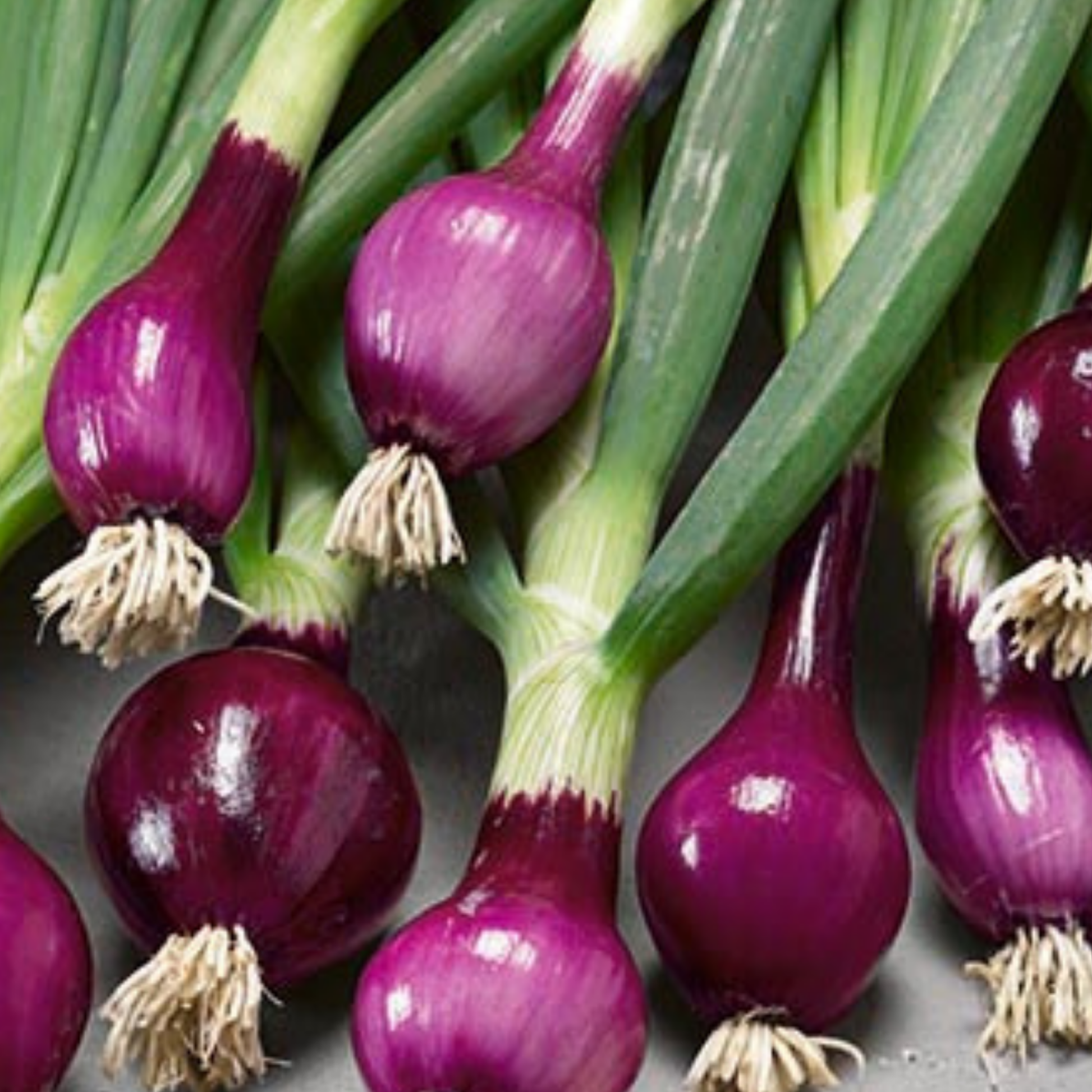Red Spring Onion Lilia Purple Seeds x 250 - Chartley Chucks