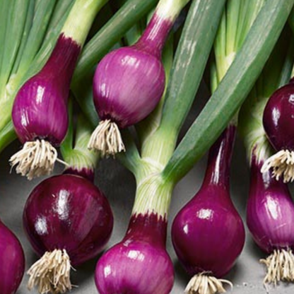 Red Spring Onion Lilia Purple Seeds x 250 - Chartley Chucks