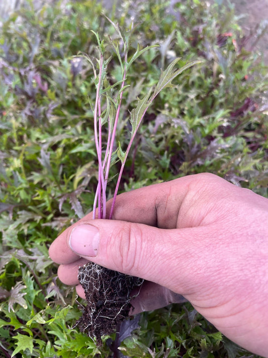 Red Stem Salad Leaf Plug Plants "Grow Your Own" Salad 'Ready to Plant Now' Young Vegetable Plants **Letterbox Friendly** - Chartley Chucks