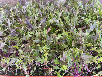 Red Stem Salad Leaf Plug Plants "Grow Your Own" Salad 'Ready to Plant Now' Young Vegetable Plants **Letterbox Friendly** - Chartley Chucks