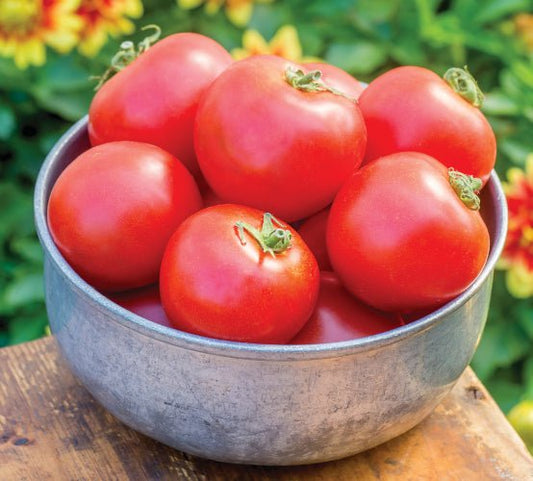 Red Tomato Plug Plants "Grow Your Own" Fruit 'Ready to Plant Now' Young Vegetable Plants **Letterbox Friendly** - Chartley Chucks