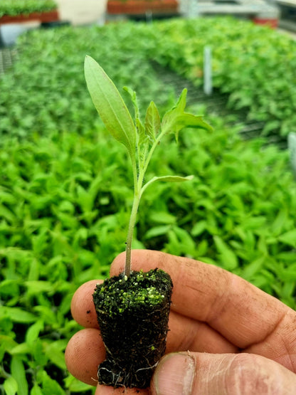 Red Tomato Plug Plants "Grow Your Own" Fruit 'Ready to Plant Now' Young Vegetable Plants **Letterbox Friendly** - Chartley Chucks