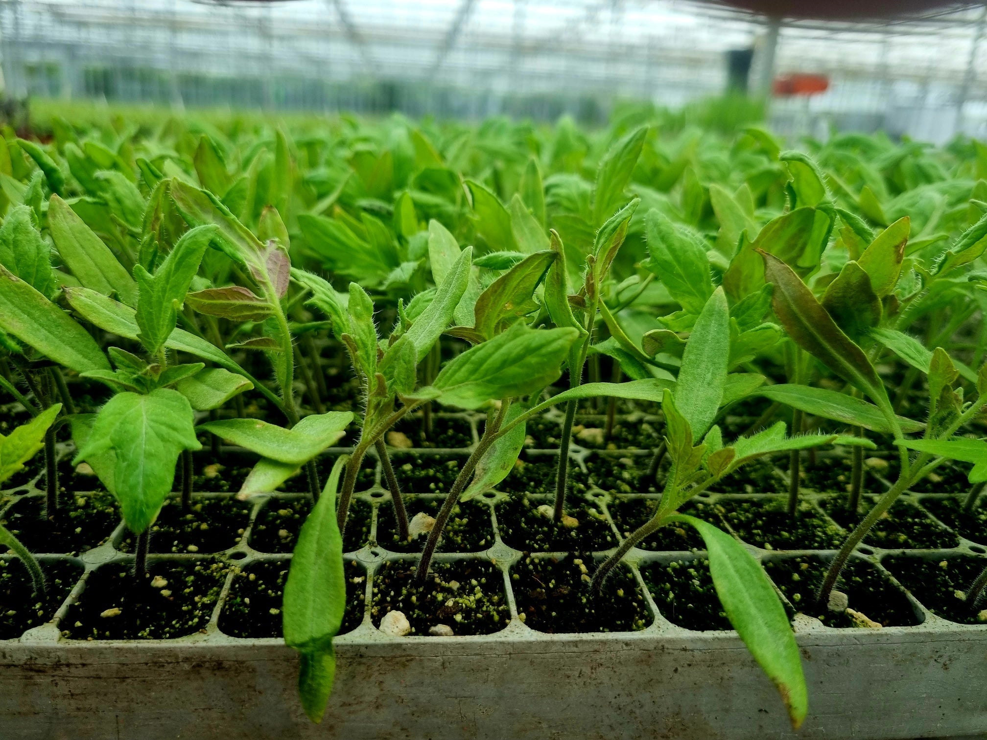 Red Tomato Plug Plants 