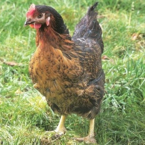 Rhode Rock Chickens - Chartley Chucks