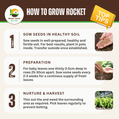 Rocket Salad 1000 Seeds - Chartley Chucks