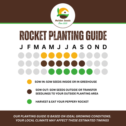 Rocket Salad 1000 Seeds - Chartley Chucks