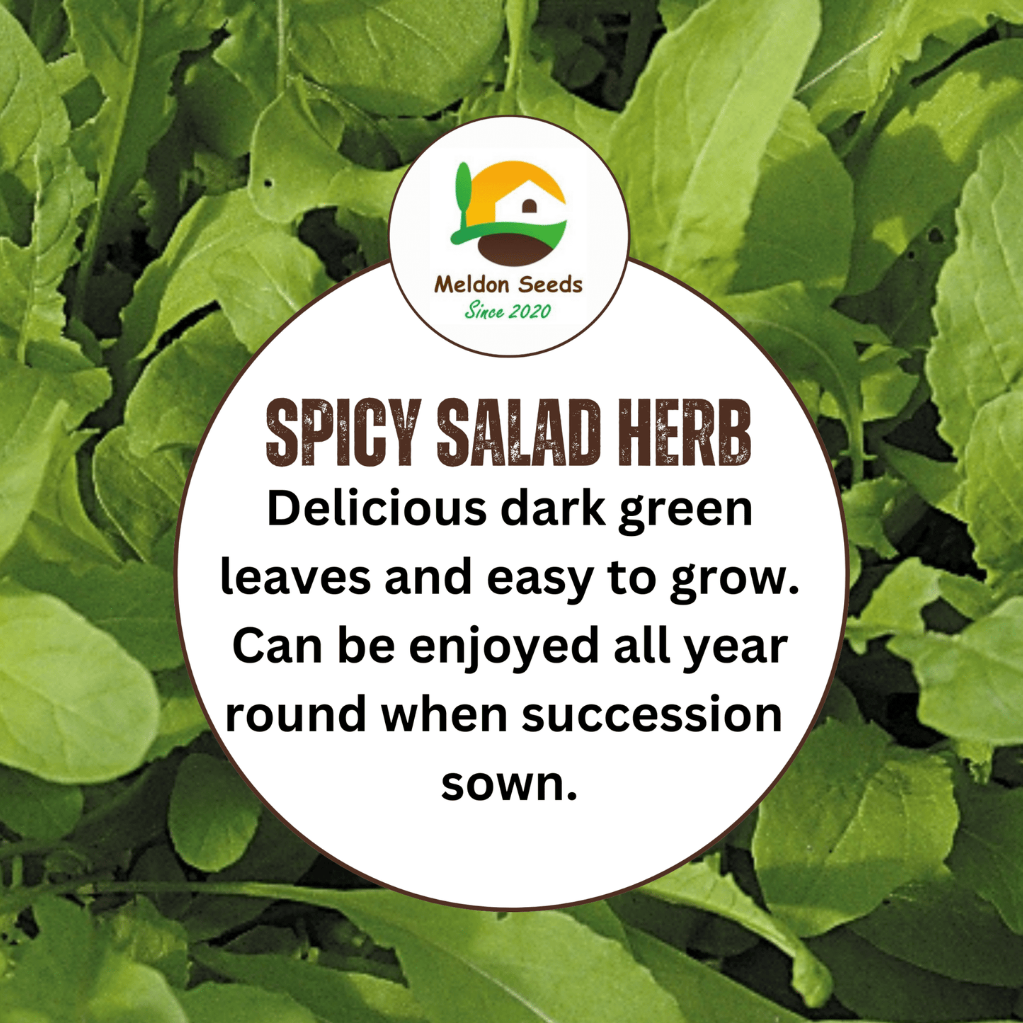 Rocket Salad 1000 Seeds - Chartley Chucks