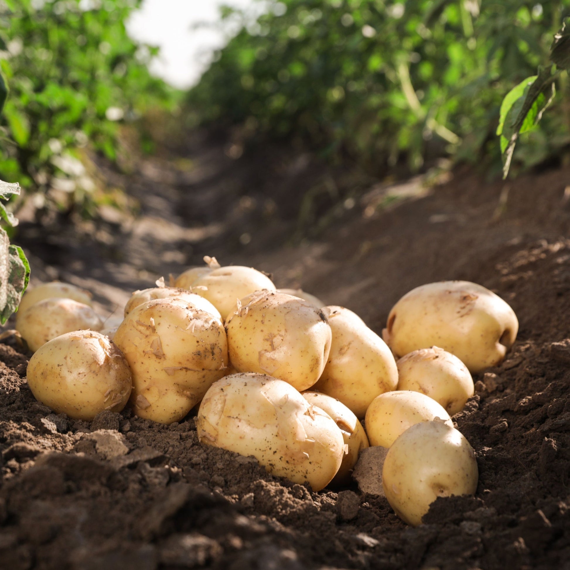 Rocket Seed Potatoes 2KG - Chartley Chucks
