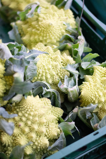 Romanesco Cauliflower Plug Plants "Grow Your Own" Vegetables 'Ready to Plant Now' Young Vegetable Plants **Letterbox Friendly** - Chartley Chucks