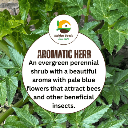 Rosemary 50 Seeds - Chartley Chucks