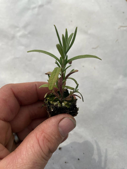 Rosemary Herb Plug Plants "Grow your Own" **LETTERBOX FRIENDLY** - Chartley Chucks