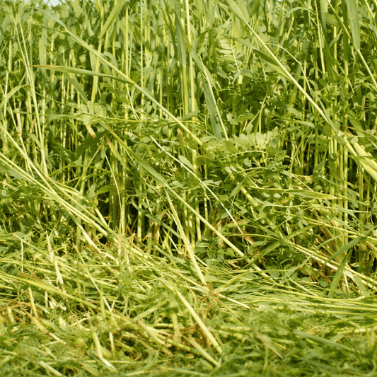 Rye and Vetch Green Manure Seed Mix - 1kg - Chartley Chucks