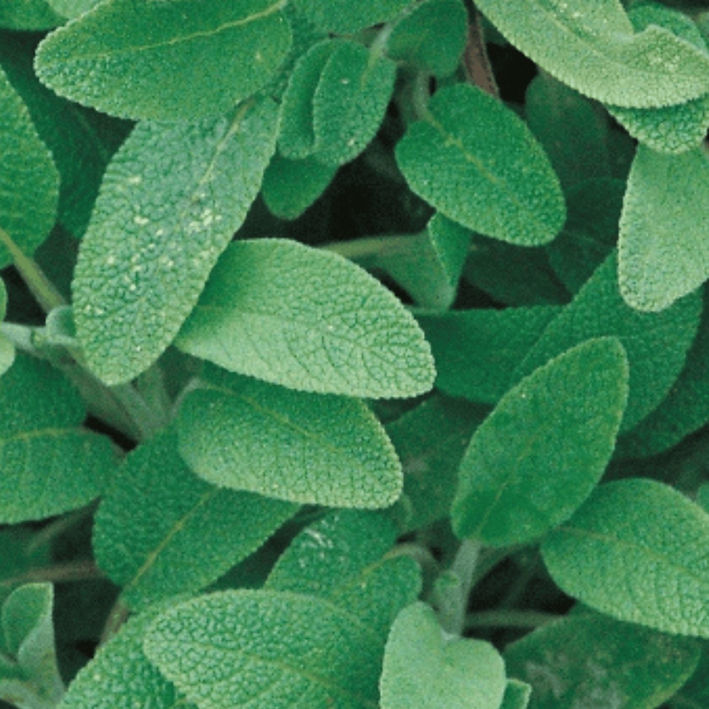 Sage 50 Seeds - Chartley Chucks