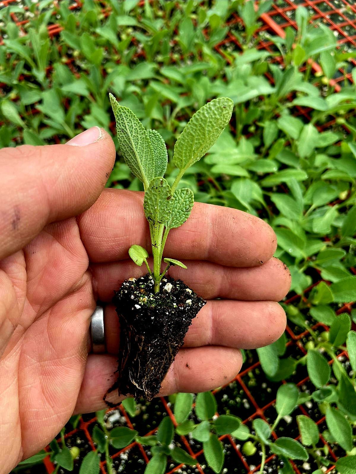 Sage Plug Plants "Grow your Own" Herbs **LETTERBOX FRIENDLY** - Chartley Chucks