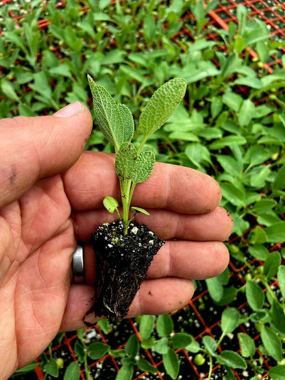 Sage Plug Plants "Grow your Own" Herbs **LETTERBOX FRIENDLY** - Chartley Chucks
