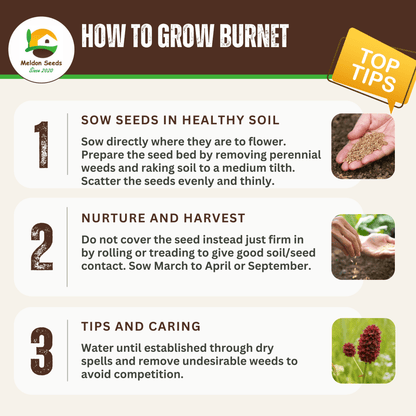 Salad Burnet Seeds - 130 Native UK Wild Flower Seeds for Attracting Birds, Bees, Wildlife, Pollinators, Suitable for Planting and Growing Outdoors in Meadows, Fields and Gardens by Meldon Seeds - Chartley Chucks