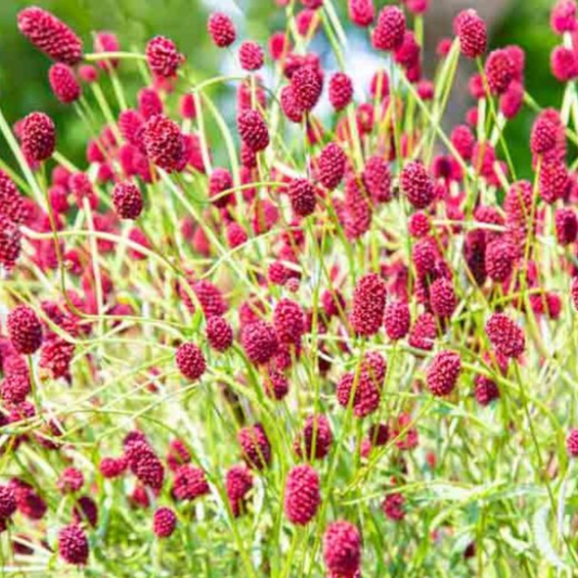 Salad Burnet Seeds - 130 Native UK Wild Flower Seeds for Attracting Birds, Bees, Wildlife, Pollinators, Suitable for Planting and Growing Outdoors in Meadows, Fields and Gardens by Meldon Seeds - Chartley Chucks