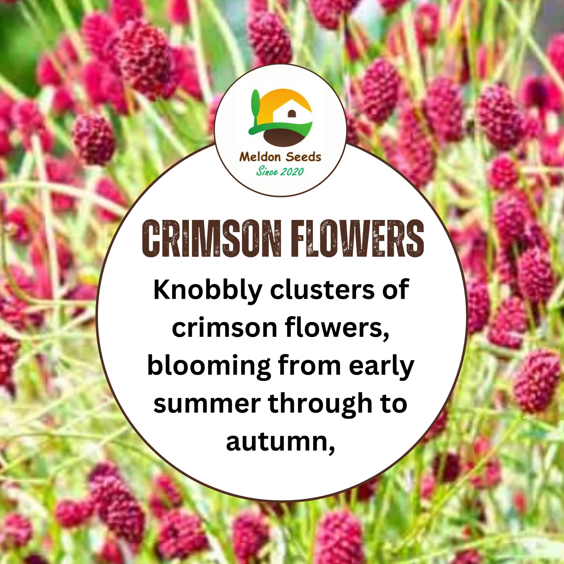 Salad Burnet Seeds - 130 Native UK Wild Flower Seeds for Attracting Birds, Bees, Wildlife, Pollinators, Suitable for Planting and Growing Outdoors in Meadows, Fields and Gardens by Meldon Seeds - Chartley Chucks