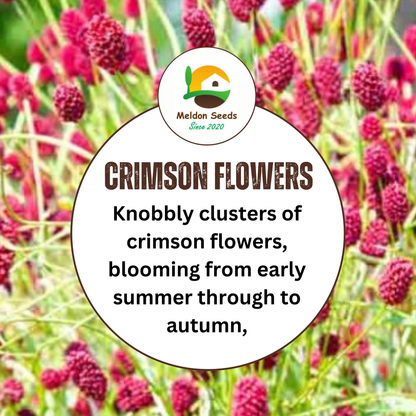 Salad Burnet Seeds - 130 Native UK Wild Flower Seeds for Attracting Birds, Bees, Wildlife, Pollinators, Suitable for Planting and Growing Outdoors in Meadows, Fields and Gardens by Meldon Seeds - Chartley Chucks