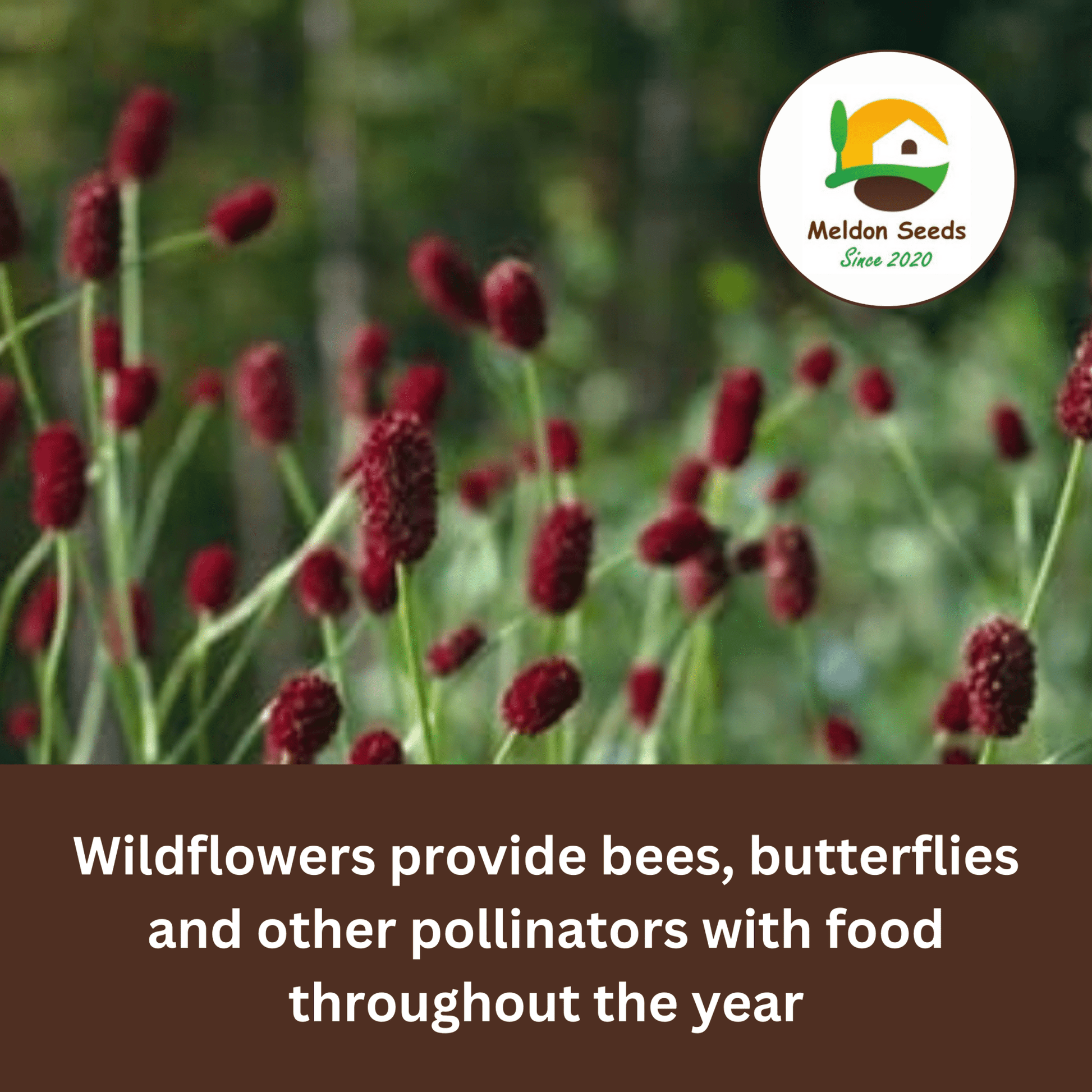 Salad Burnet Seeds - 130 Native UK Wild Flower Seeds for Attracting Birds, Bees, Wildlife, Pollinators, Suitable for Planting and Growing Outdoors in Meadows, Fields and Gardens by Meldon Seeds - Chartley Chucks