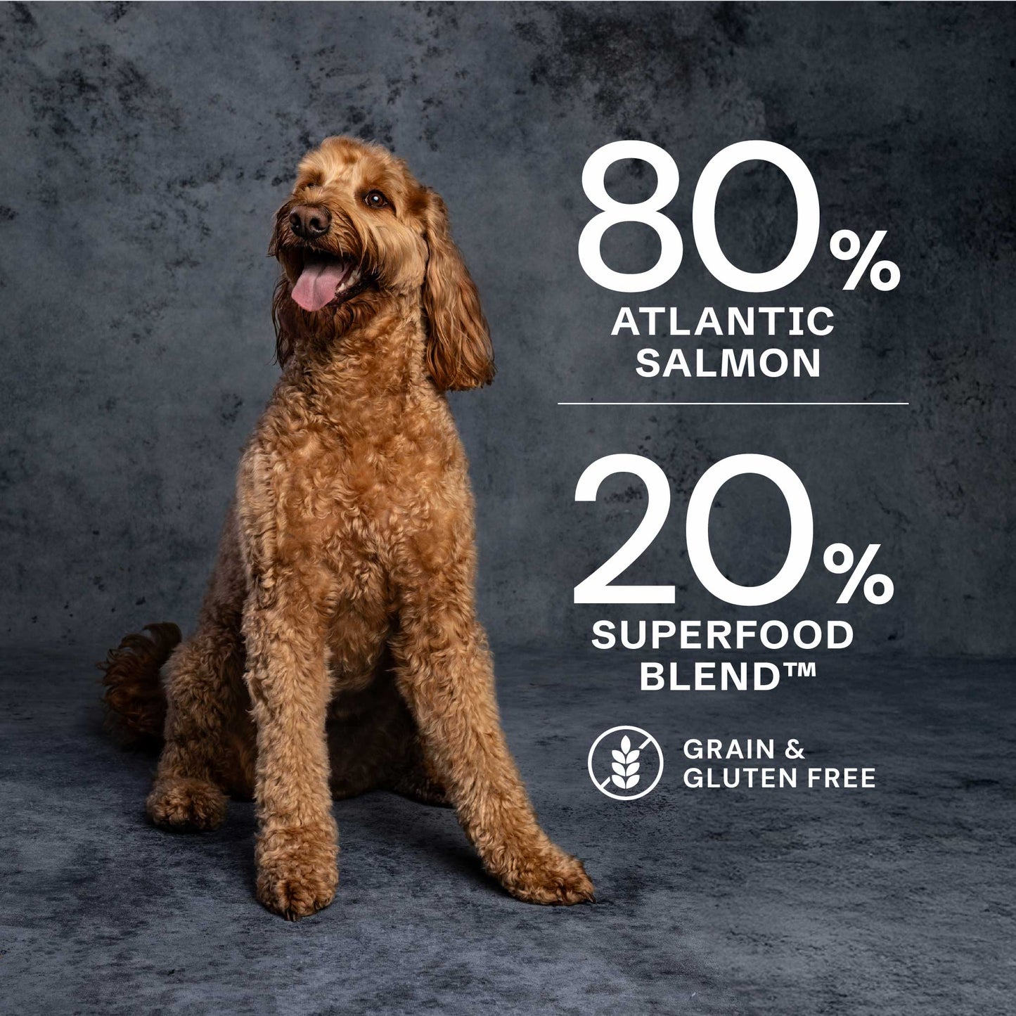 Salmon Dry Dog Food - Chartley Chucks