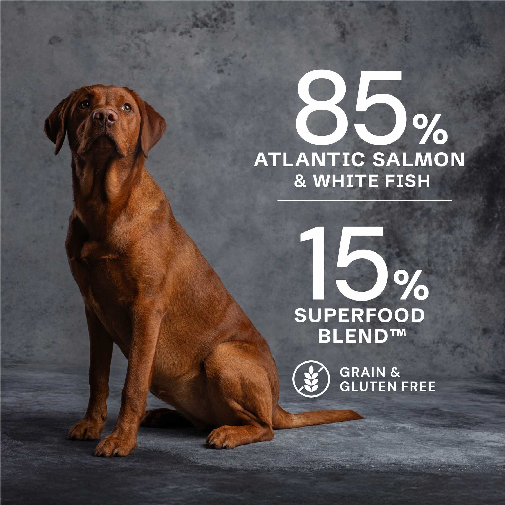 Salmon Dry Food for Puppies - Chartley Chucks