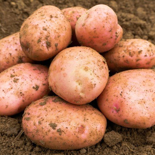 Sarpo Mira Seed Potatoes 2KG - Chartley Chucks