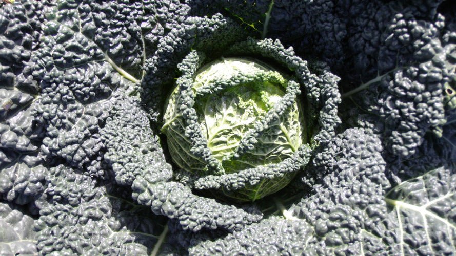 Savoy Cabbage Plug Plants - "Grow Your Own" Vegetables **Letterbox & Eco Friendly Packaging** - Chartley Chucks
