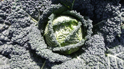 Savoy Cabbage Plug Plants - "Grow Your Own" Vegetables **Letterbox & Eco Friendly Packaging** - Chartley Chucks