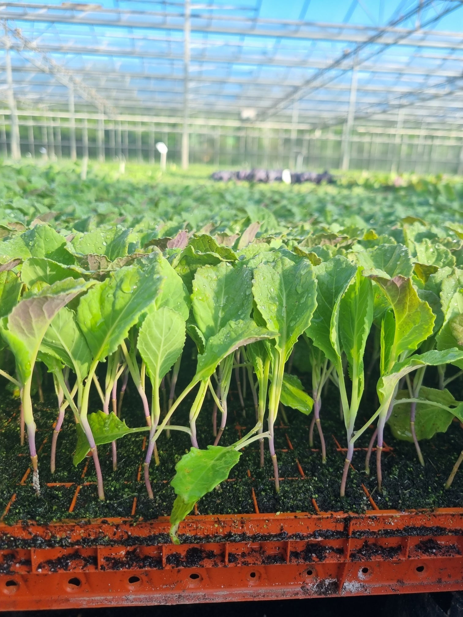 Savoy Cabbage Plug Plants - "Grow Your Own" Vegetables **Letterbox & Eco Friendly Packaging** - Chartley Chucks