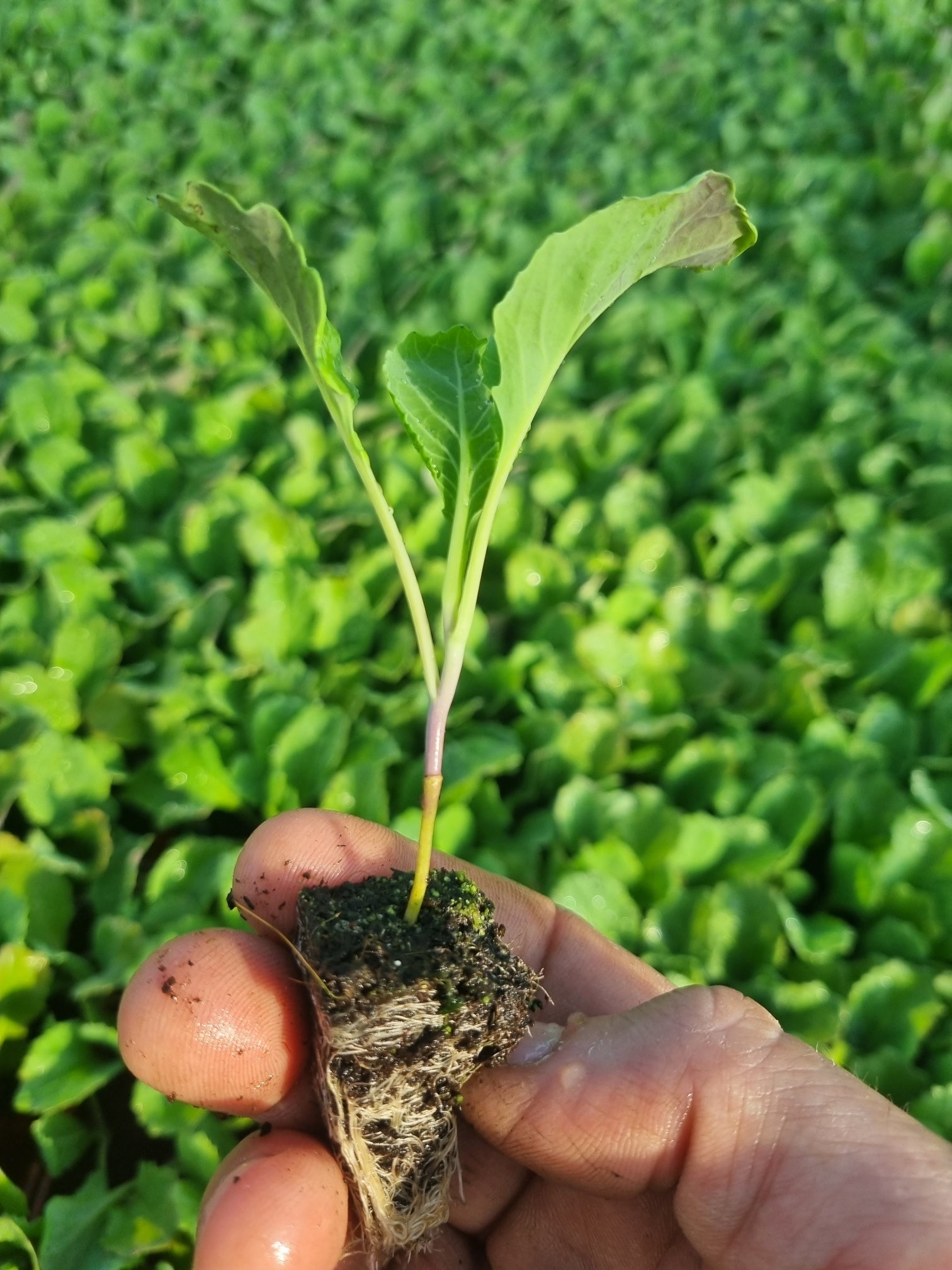 Savoy Cabbage Plug Plants - "Grow Your Own" Vegetables **Letterbox & Eco Friendly Packaging** - Chartley Chucks