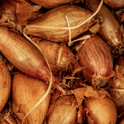 Shallot Seeds (Banana) Shallot Zebrune - 100 Fresh Onion Seeds for Planting UK - Chartley Chucks