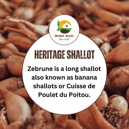 Shallot Seeds (Banana) Shallot Zebrune - 100 Fresh Onion Seeds for Planting UK - Chartley Chucks
