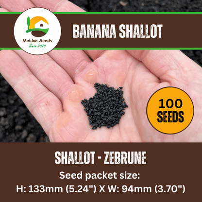 Shallot Seeds (Banana) Shallot Zebrune - 100 Fresh Onion Seeds for Planting UK - Chartley Chucks