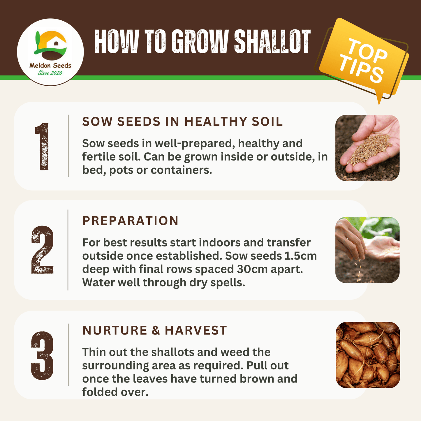 Shallot Seeds (Banana) Shallot Zebrune - 100 Fresh Onion Seeds for Planting UK - Chartley Chucks