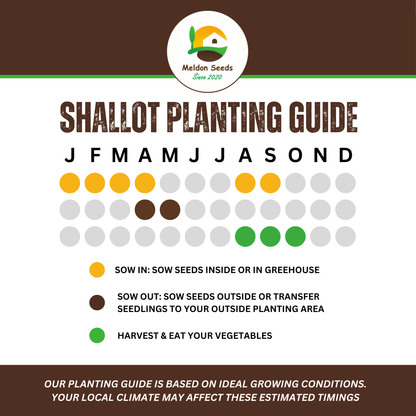 Shallot Seeds (Banana) Shallot Zebrune - 100 Fresh Onion Seeds for Planting UK - Chartley Chucks